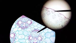 microscopic monocot corn stem cross section anatomy, Part 3 #darrellbarnes #brotherbarnes