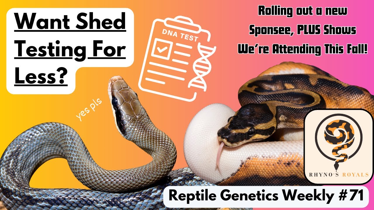 Get Shed Testing For Less & Meet Us At Shows This Fall! - Reptile Genetics Weekly Ep 71