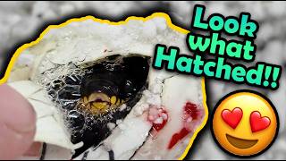 Our First Baby Snakes of 2026 Hatching- Mangrove Snakes!