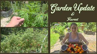 Garden Update & Harvest