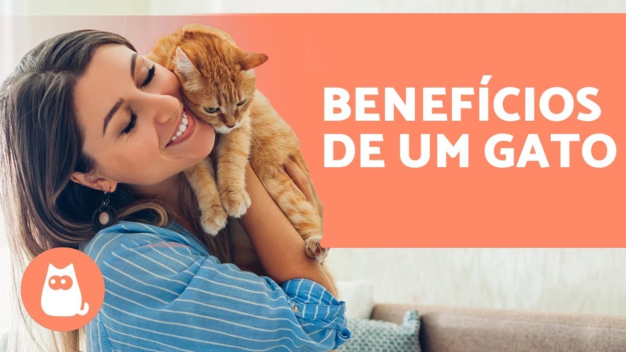 5 MOTIVOS PARA TER UM GATO: a ciência explica
