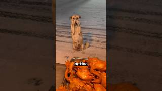 Download lagu This Dog Asks for Food in an Unusual Way, and the Ending is Heartbreaking! mp3 Download lagu This Dog Asks for Food in an Unusual Way, and the Ending is Heartbreaking! mp3