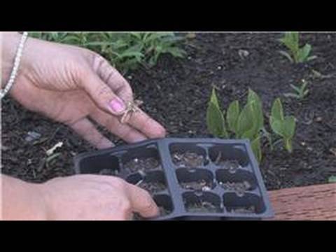 Flower Gardening : How to Grow Carnations From Seeds