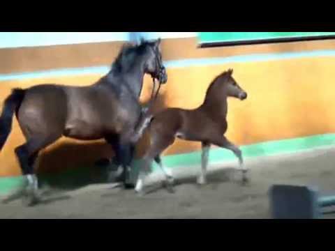 Little Joe 03/12 (L`Espoir - Laurentio geb. 23.02.12) Stamm der Rudilore