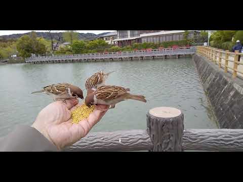 餌を貰いに来るすずめ達 20210413pm 1（天満宮）