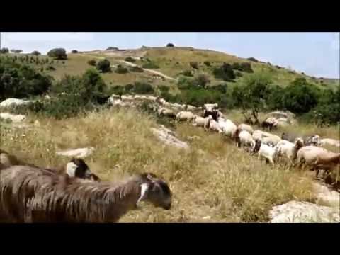 , title : 'עיזים, טיולים בישראל |מטיילים עם ענת | Anat Tour- Holy Land Landscape & Nature'