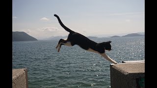 [遊記] 飛貓島佐柳島2刷（貓圖多）