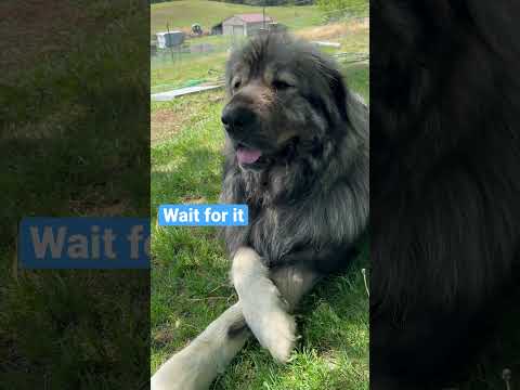 Majestic Livestock Guardian Dog Can’t Be Graceful ALL The Time #livestockguardiandog #sarplaninac