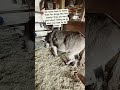 A Little Barney Update Shorts Farmanimals Animals Donkey Onehappyassfarm Animals