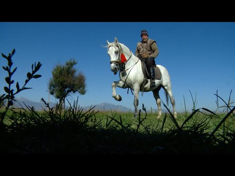 Pasioni i 74 vjeçarit Mhill Rrukaj për kuajt dhe kalërimin