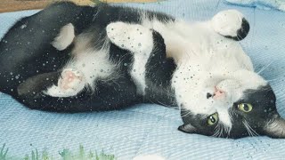 【SWが台無し】#動物園 #動物動画 #動物 #かわいい #かわいい動物 #猫 #鳥 #犬 #アヒル #ニワトリ #にわとり #ねこ #ネコ #癒し #感動 #感動する話 #泣ける話 #ほのぼの #愛