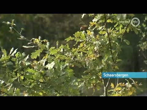 GLD Nieuws 19 oktober 2014