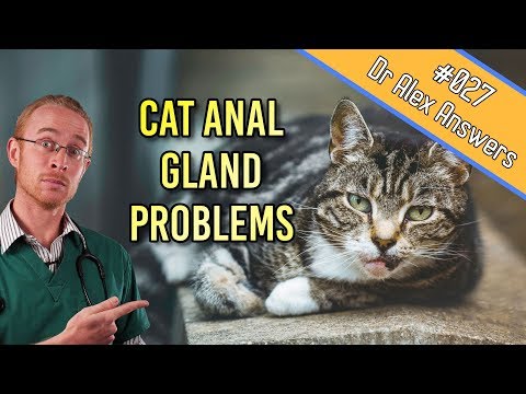 Cat Anal Glands: the problems, signs and treatment! - Cat Health Vet Advice