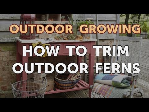 Will Salt or Vinegar Kill Bamboo