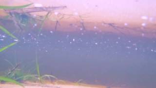preview picture of video 'Suwannee River underwater  Branford Florida'