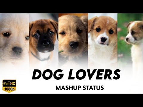 ❤️Dog Lovers WhatsApp Status Video 😍Pet lovers WhatsApp Status Video