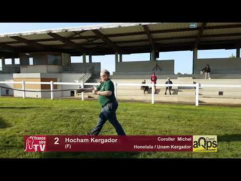 Show AQPS Lion 2017 : Lot 2 - Hocham Kergador