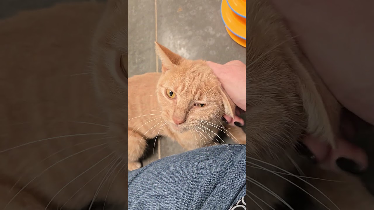 Enlarge Signora Patty Cakes, an adopted Domestic Short Hair in Albany, NY video 4/5