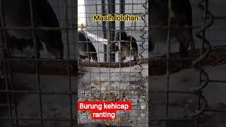 Download lagu burung kehicap ranting anak an #burungkicaudialamliar mp3 Download lagu burung kehicap ranting anak an #burungkicaudialamliar mp3