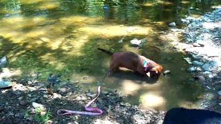 preview picture of video 'Fishing Dachshund'