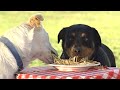 Lady And The Tramp PuppyPedia Going To The Dogs