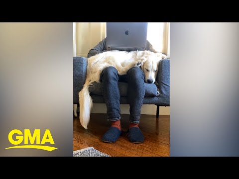 #Quarantinelife trending across social media as Americans adjust to staying home l GMA Digital