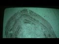 Reading Fish Scales
