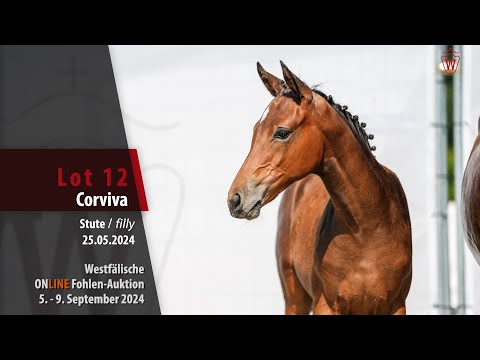 ONLINE Fohlen-Auktion Lot 12 Corviva Stute v. Cornet Obolensky - Vulkano