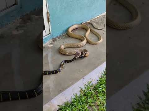 Dhavan Snake Vs Gehuan Snake || Cobra Vs ? || Never Give Up as snake #shorts