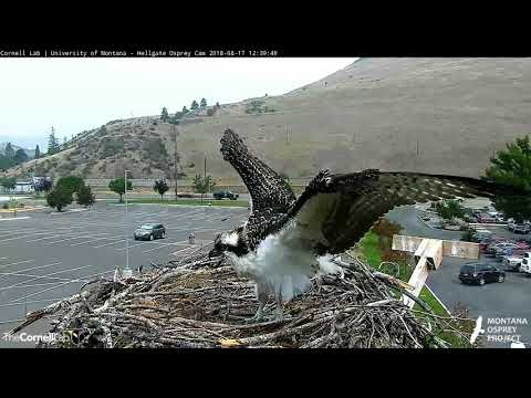 Lele Arrives At Hellgate Osprey Nest Looking Wet – Aug. 17, 2018