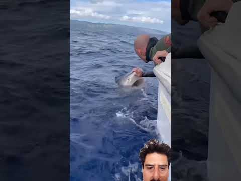 #shark #ocean #animals #fishing #fish #phonk #phonkmusic #slowed #beats #viralshort #viralreels