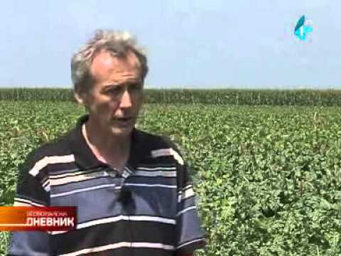 U južnom Banatu očekuju rekordne prinose šećerne repe