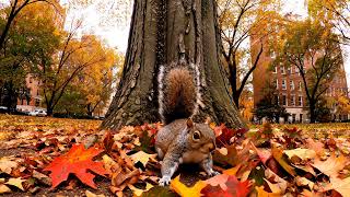 北美灰松鼠Eastern Gray Squirrel #wagging tail