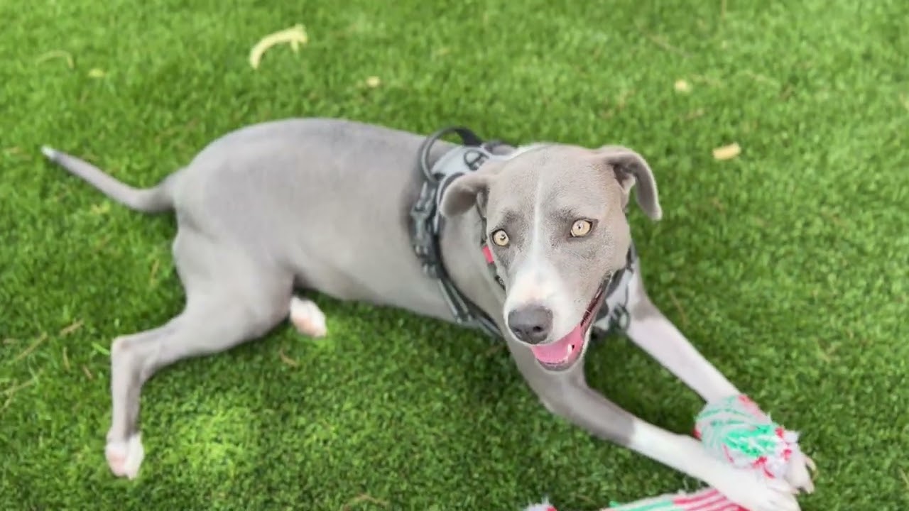 Enlarge Catarina, a Adopted mixed breed in Scottsdale, AZ video 6/6