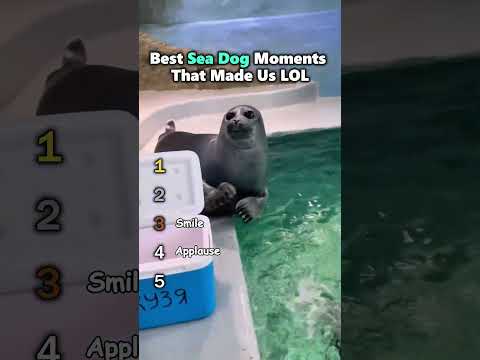 Best Sea dog Moments That Made us LOL