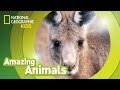 Eastern Gray Kangaroo Amazing Animals