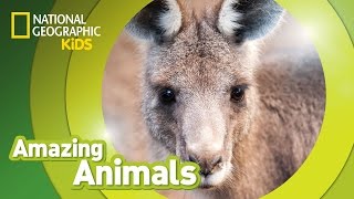 Eastern Gray Kangaroo | Amazing Animals