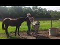 Hybrid Animals Making Zebra Horse New Animals Born Wow Biggest Experiment Science