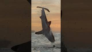 Download lagu Two Shark Breaches in a Row! | Shark Week #shorts mp3