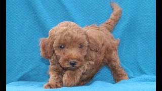 Video preview image #1 Goldendoodle (Miniature) Puppy For Sale in AIRVILLE, PA, USA