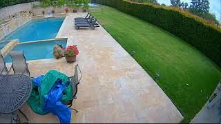 Bear Goes Skinny-Dipping in Backyard Pool