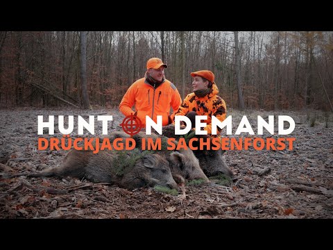 Driven hunt in the Saxon Forest 🐗 by @WildboarFanatic