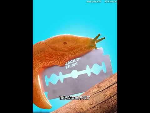 没想到这种蜗牛的战斗力这么强悍#科普 #涨知识 #每天一个科普小知识 #科普一下