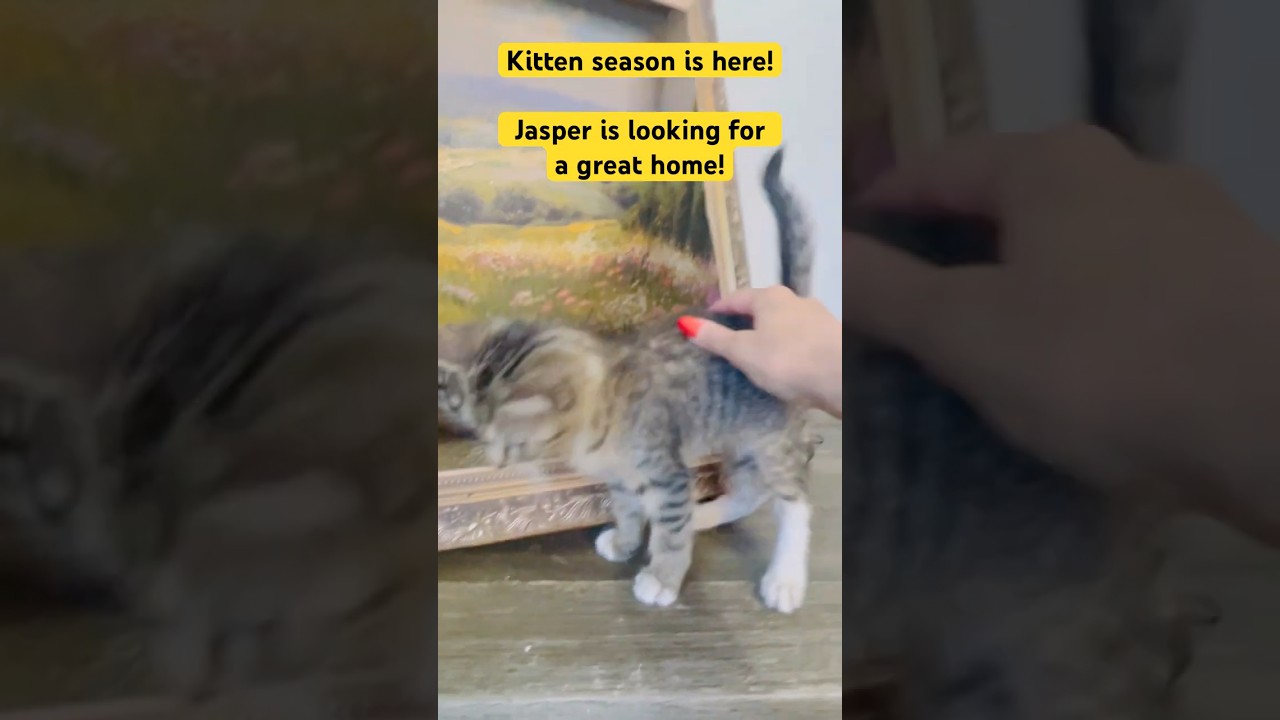 Jasper, an adopted American Shorthair in Fort Pierce, FL video 5/5