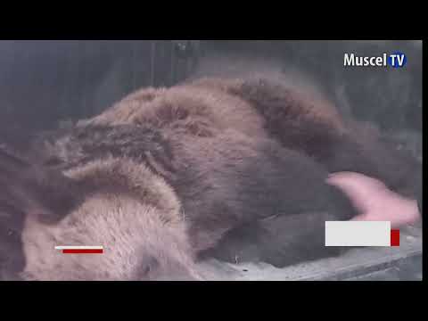 Jurnal MUSCEL TV 14.09.2023 Urs prins în gard la Dragoslavele