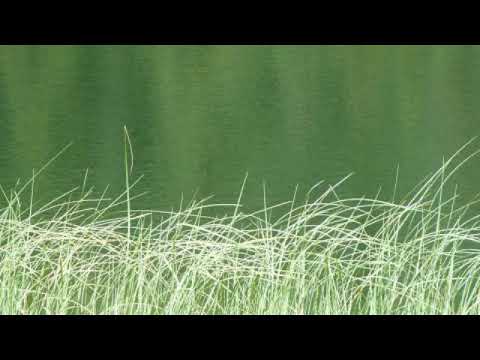 Zac F vs Iggy Pop -   Les Fulles Mortes (2023 Rework)