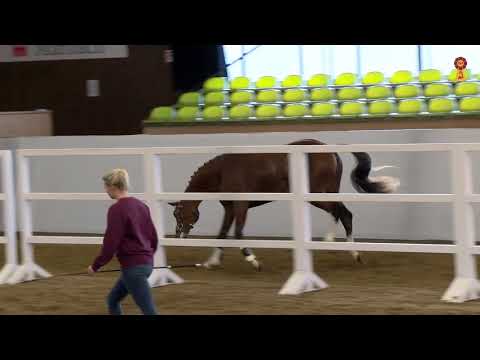 KN 26: Quasimodo v. d. Molendreef x Corrado G