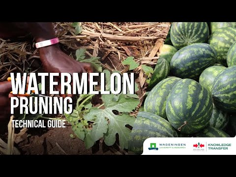 Watermelon Pruning – How to prune Watermelon plants