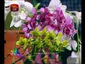 nugasewana-malwagawa-28-08-2018