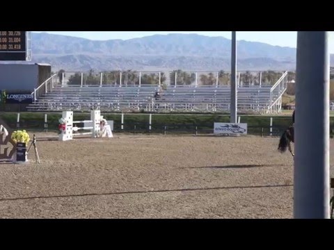 Enzo Ferrari 7Yr Thermal 2016 week4 - BDN Sport Horses